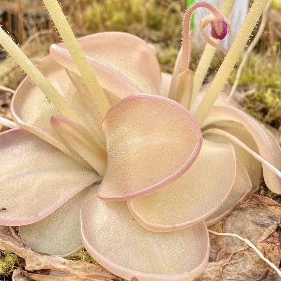 Close up of a Pinguicula with pale pink leaves and multiple flowers