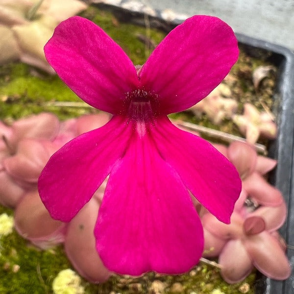 A close-up image of a Pinguicula plant with a cherry-red rosette and magenta-pink flower on a tall scape.