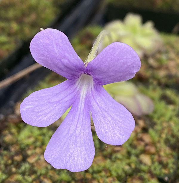 Close-up image of a purple Pinguicula 'Lilac Lollipop' flower.