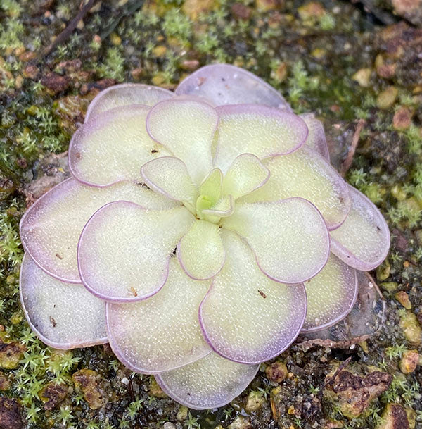Single Pinguicula Lilac Lollipop rosette with pirple margins on a mossy dirt soil