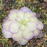 Single Pinguicula Lilac Lollipop rosette with pirple margins on a mossy dirt soil
