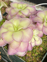 Rosettes of purple tinted Pinguicula leaves in a pot with moss
