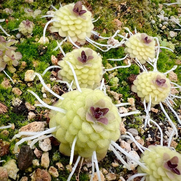 Pinguicula Queen Cthulhu Butterwort