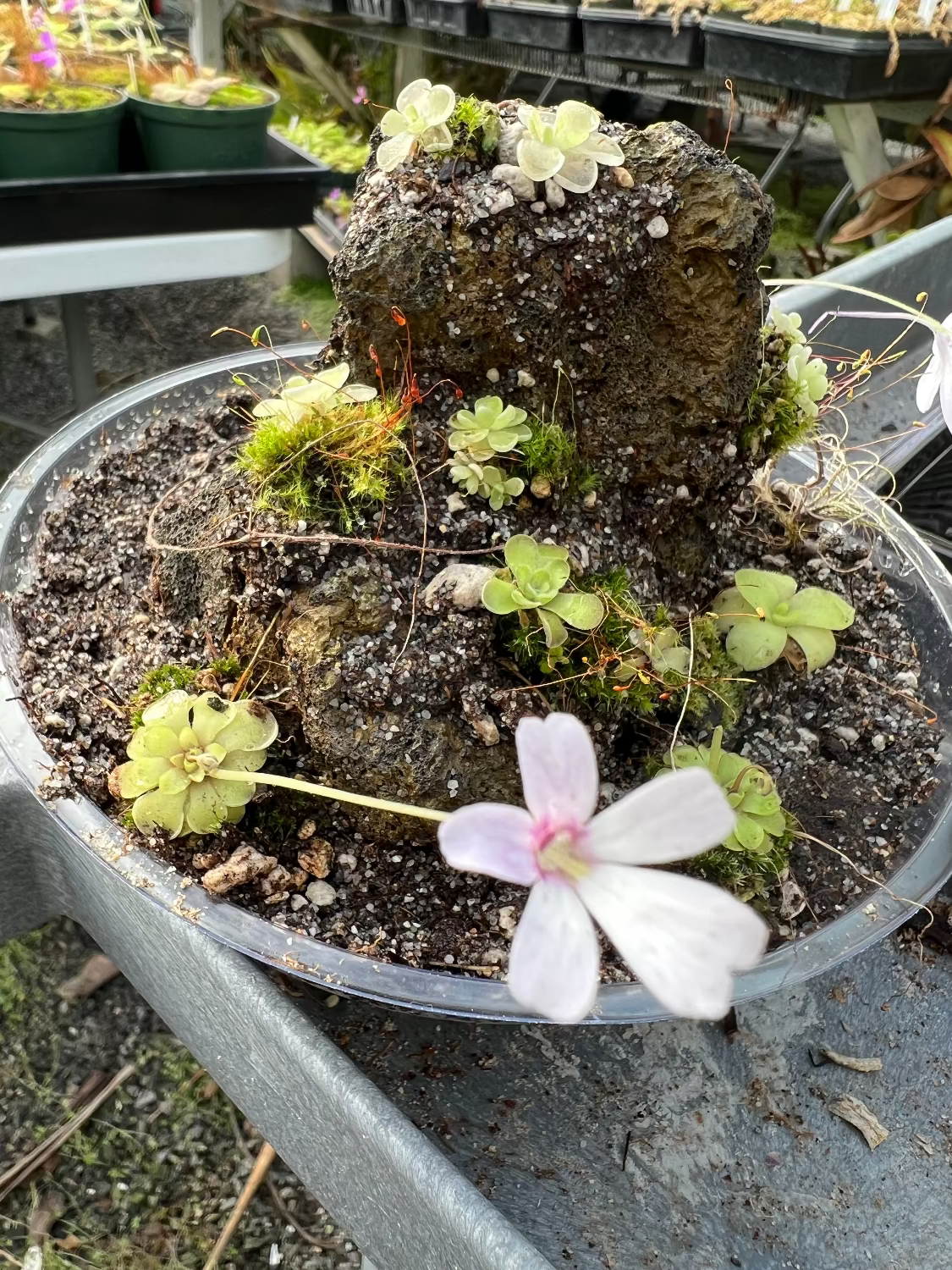 A small potted plant arrangement in a black plastic tray, featuring a dark rock with green moss and small leafy plants, including a pale pink flower in the foreground, photographed on a metal table in a nursery or garden center.