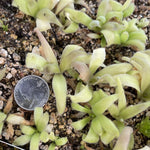 Pinguicula Sleepy Hedgehog Butterwort 