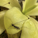 Pinguicula