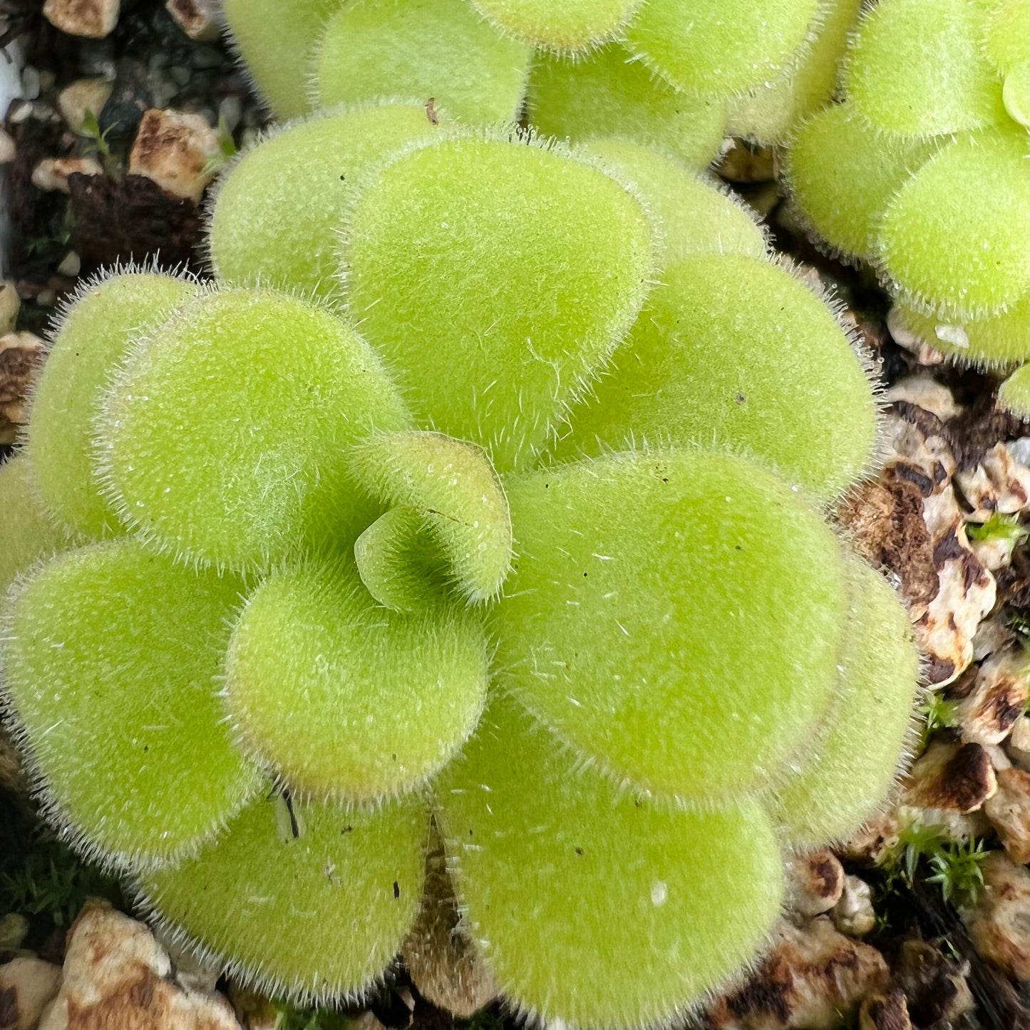 Close up of a Pinguicula rosette