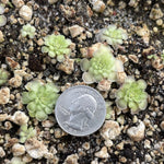 Pinguicula cyclosecta