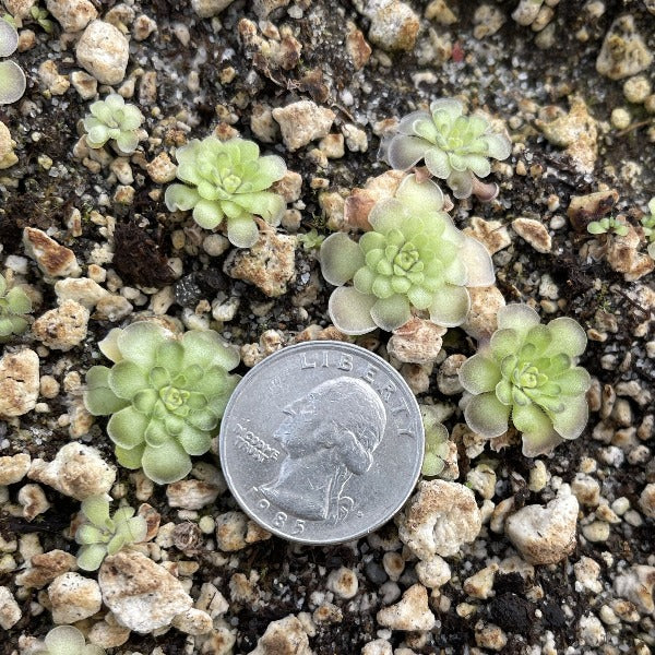 Pinguicula cyclosecta