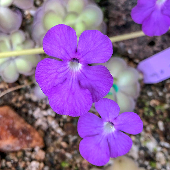 Bright purple five petaled flowers with rounded petals coming out of purple rosettes