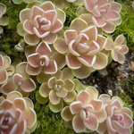 Pinguicula ehlersiae Ixmiquilpan Butterwort