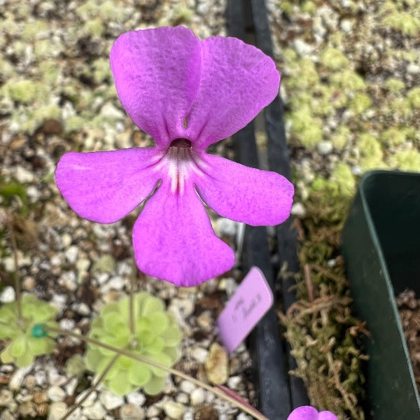 Pinguicula ehlersiae Mighty Mouse Butterwort