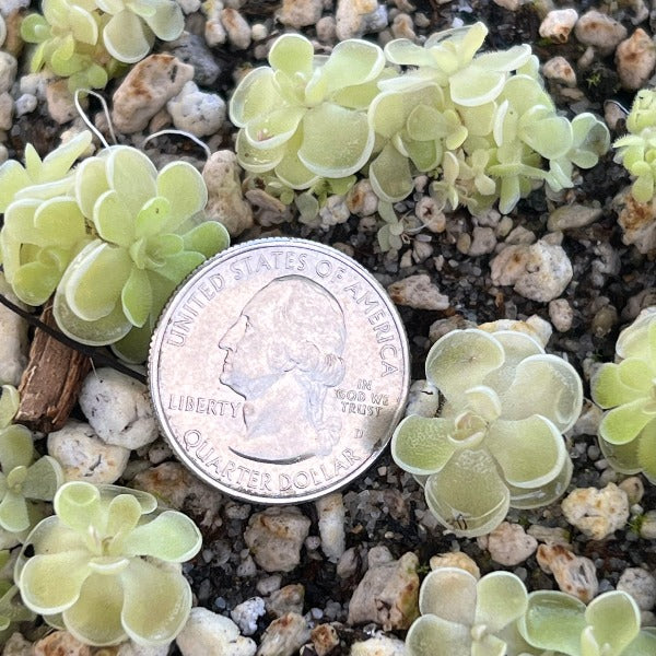 Pinguicula ehlersiae Mighty Mouse Butterwort