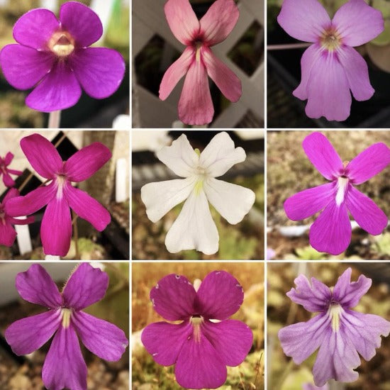 A photo collage of nine pinguicula flowers that show case different shades of pink, purple and white