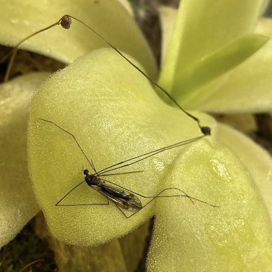 Close up of sticky green pinguicula leaf with a mosquito eater stuck to it