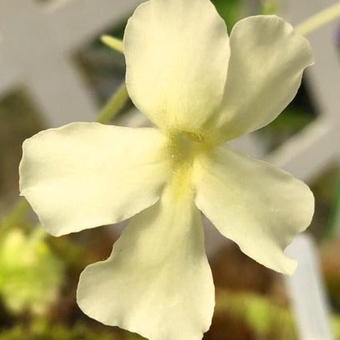 Pinguicula golden eye BCP butterwort