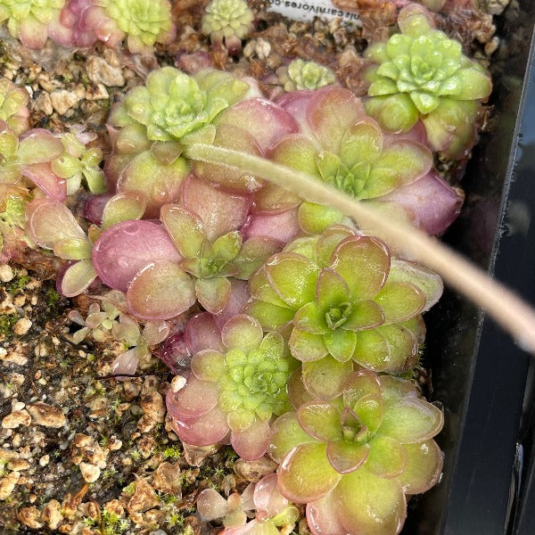 succulent green and pink rosettes of Pinguicula leaves