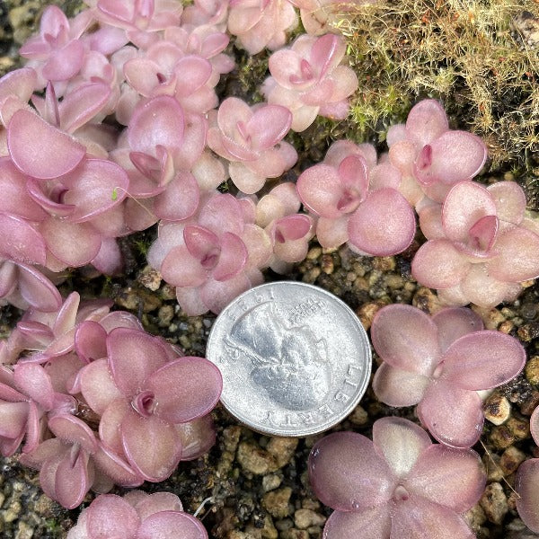 Pinguicula laueana CalCarn Red Butterwort