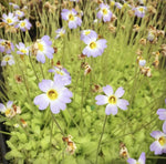 Pinguicula primuliflora Butterwort