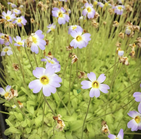 Pinguicula primuliflora Butterwort