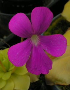 Close-up of a Pinguicula x 'Sethos' flower with pale white rosettes in the background