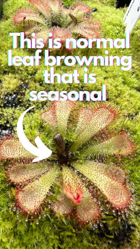 Drosera aliciae
