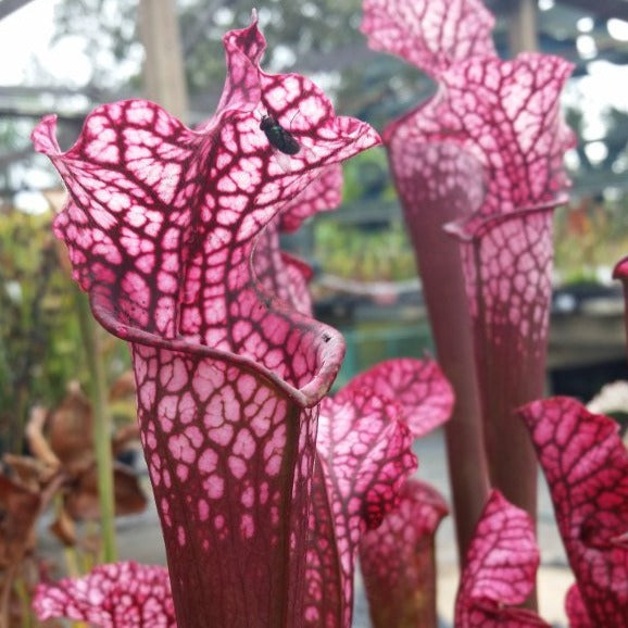 Sarracenia x 'Dana's Delight' Potted