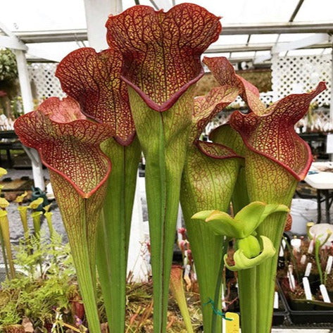 Sarracenia x 'Deep Throat' Division Potted