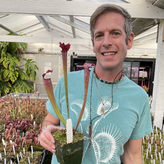 A man holds a large sarracenia pitcher plant in a greenhouse 