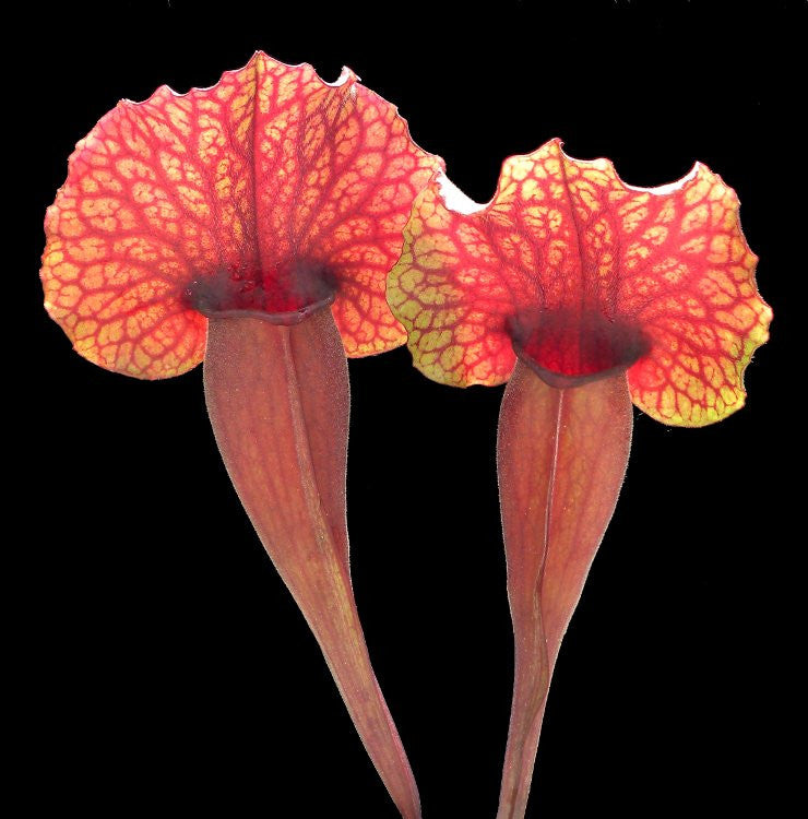Sarracennia Leo Song