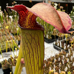 Sarracenia alata v. rubrioperculata "Damon's Clone" 