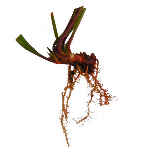 Sarracenia rhizome