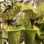 Sarracenia flava v. ornata "Bulloch, Co Damon's Clone"