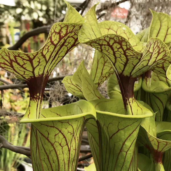 Sarracenia flava v. ornata "Bulloch, Co Damon's Clone"