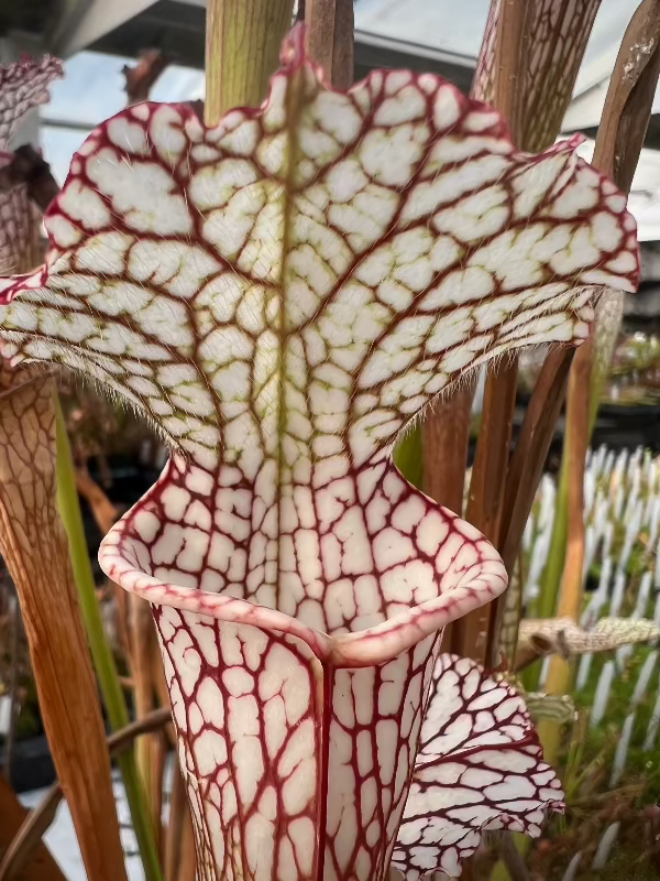 Sarracenia leucophylla "Santa Rosa, Co, FL"