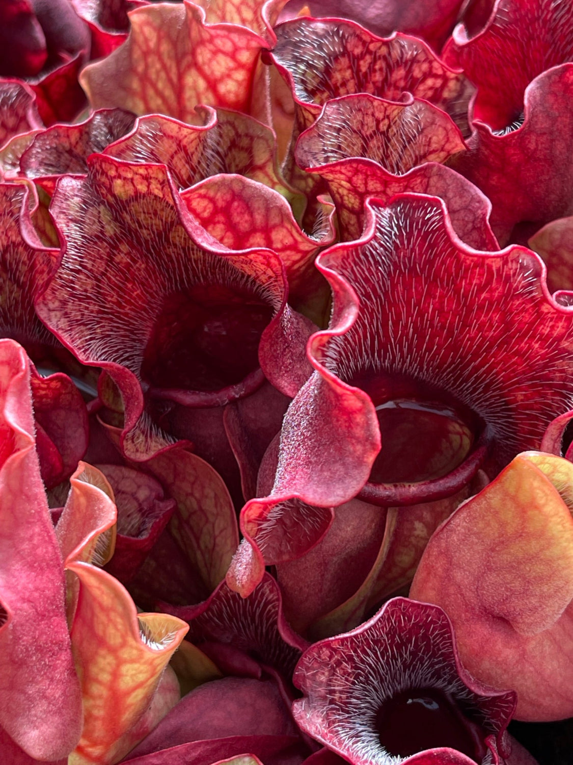 A close-up of multiple pitcher plants with deep red and burgundy ruffled lips and mottled pinkish-red interiors.