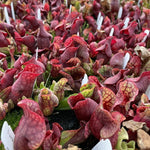 Sarracenia purpurea venosa pitcher plants that are red with green highlights in multiple pots