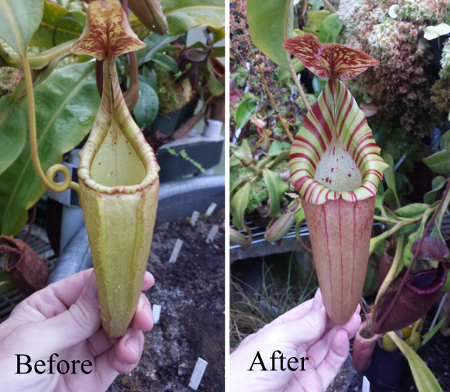 Two Nepenthes pitchers one labeled Before and one labeled After, showing the bigger more colorful peristome after using fertilizer 