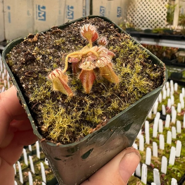 A hand holds a small potted cephalotus plant in a greenhouse setting