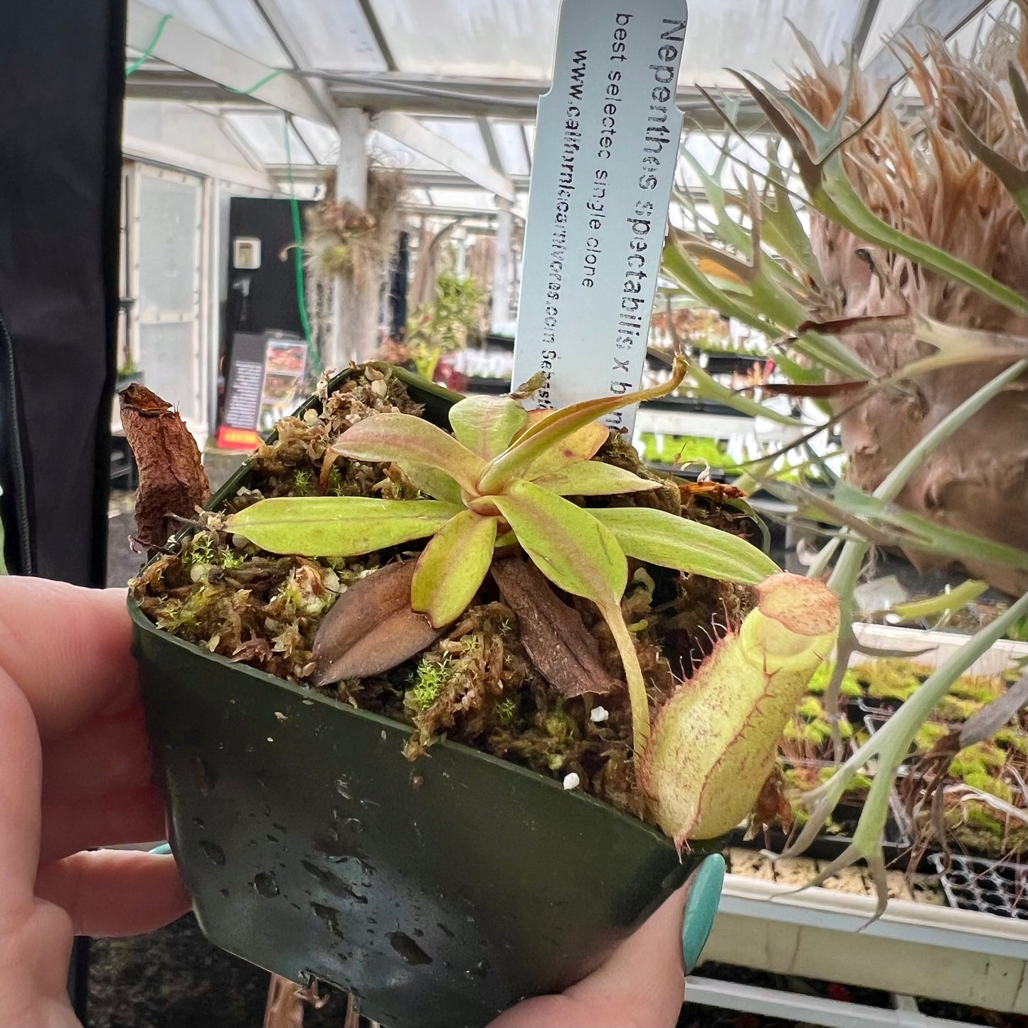 A potted Nepenthes spectabilis x bongso with vibrant crimson pitchers and beautifully striped peristomes.
