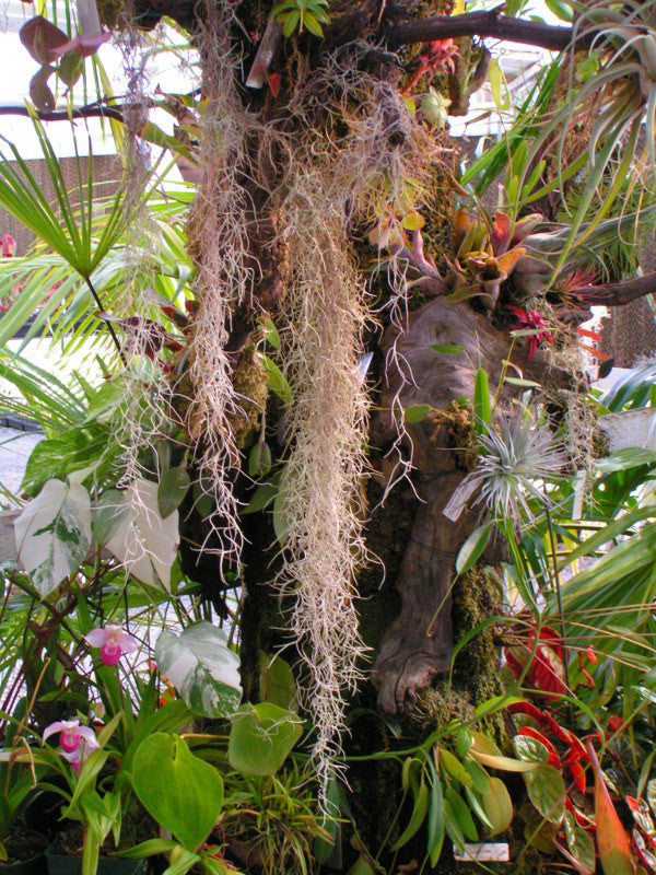 Tillandsia usneoides, Peruvian Form Spanish Moss clump