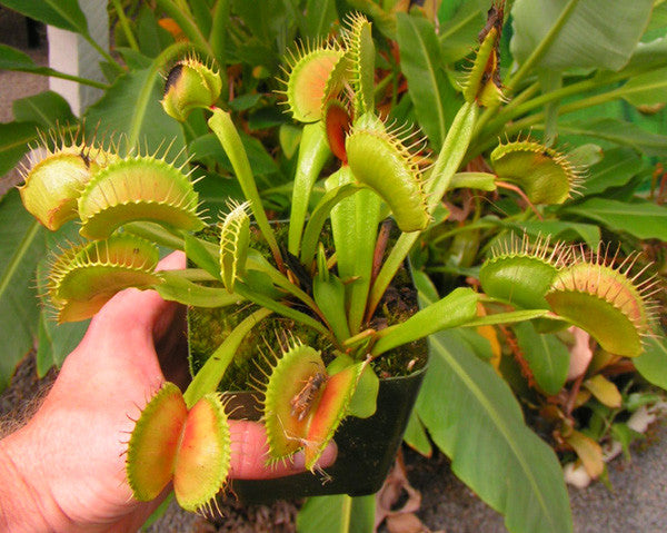 Dionaea m. Venus Flytrap