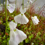 Utricularia Peter Rabbit
