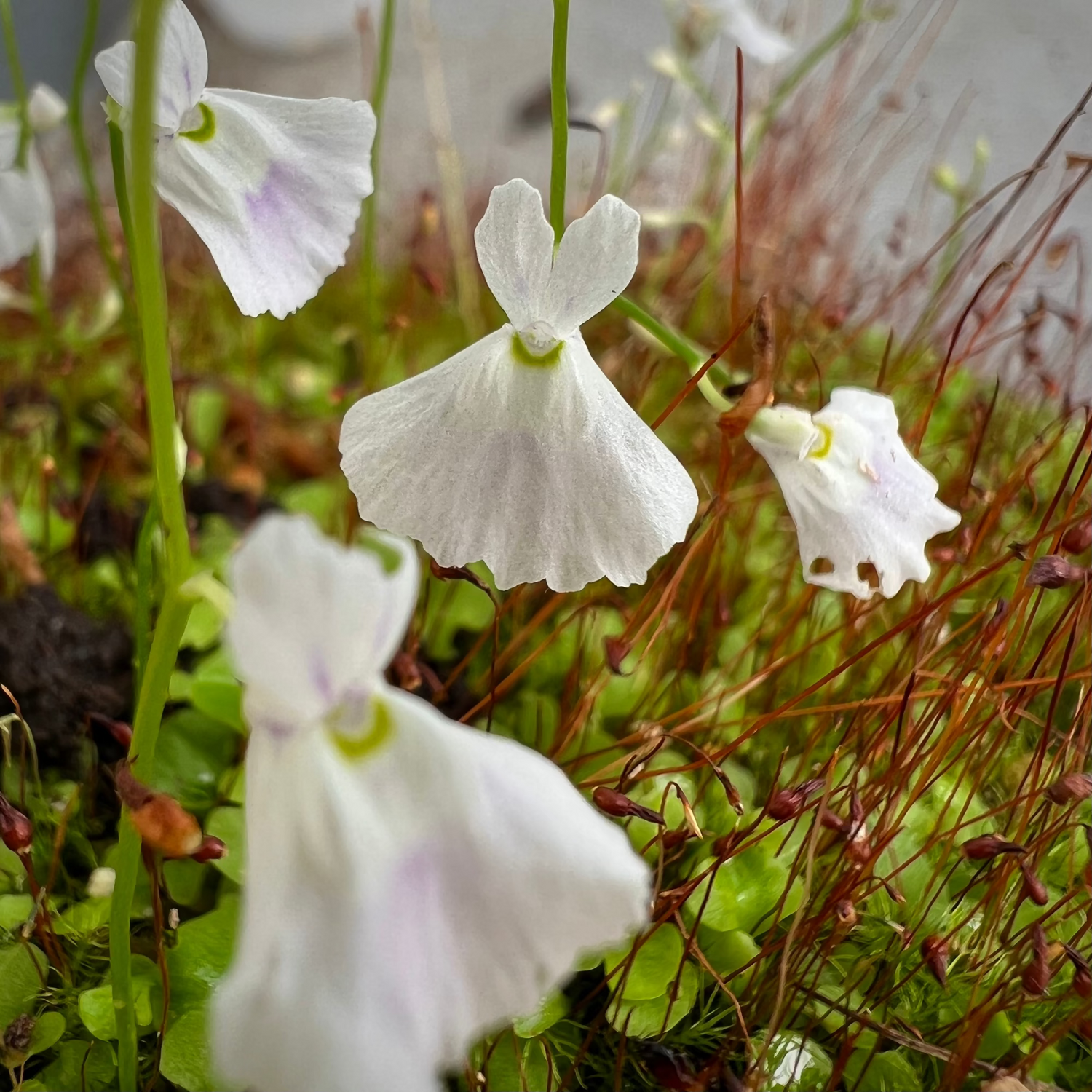 Utricularia Peter Rabbit