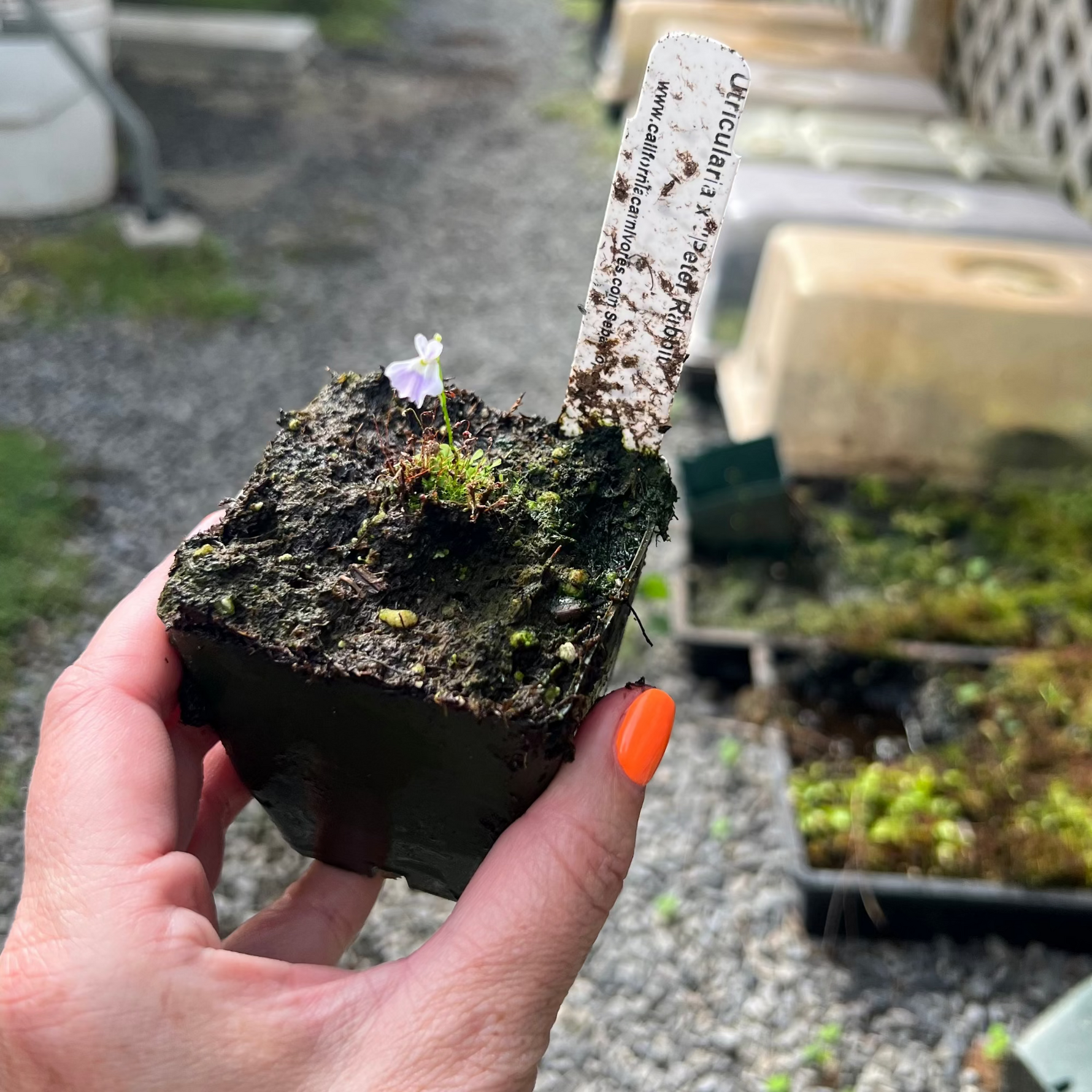 Utricularia Peter Rabbit
