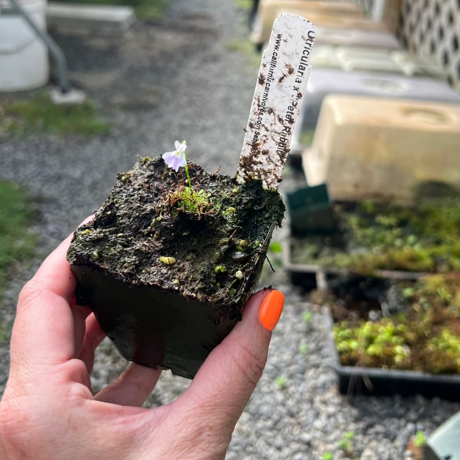 Hand holding a pot of Utricularia Peter Rabbit with a small flower