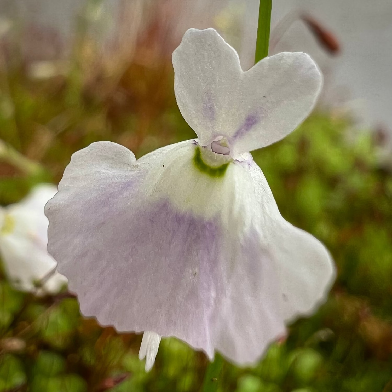 Close up photo of Utricularia Peter Rabbit flower, white and purple flower