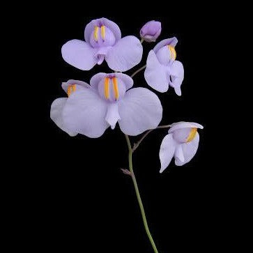 Utricularia cornigera Potted