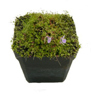 Utricularia sandersonii 'Blue' Potted