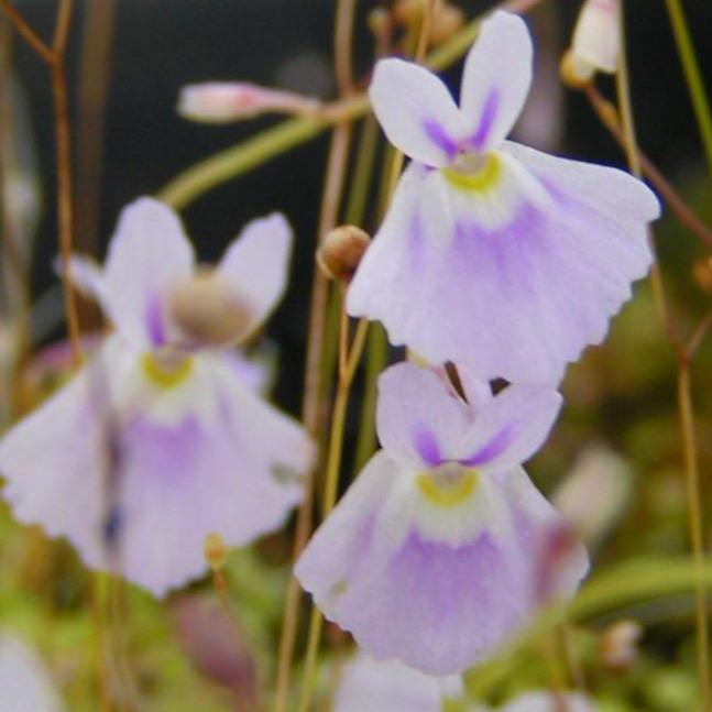 A close-up of the Utricularia sandersonii 'Blue' plant showcasing its purple and white flowers.